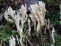 Clavulina coralloides