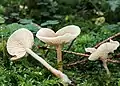 !!Clitocybe-suavevolens!!