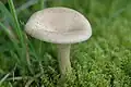 Clitocybe squamulosa