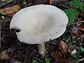 !!Clitocybe candicans!!