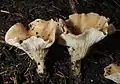 Infundibulicybe gibba sin. Clitocybe gibba