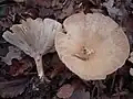 Clitocybe maxima