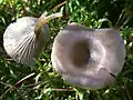 !Clitocybe metachroa!