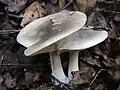 Clitocybe nebularis