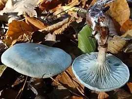 Clitocybe odora