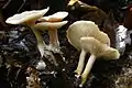 !!!Clitocybe phyllophila sin. Clitocybe cerussata!!!