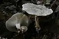 !!!Clitocybe rivulosa!!!
