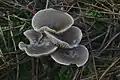 Clitocybe vibecina