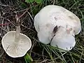!!!Cllitocybe rivulosa !!!