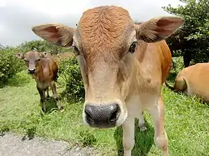 Culoarea bubalină a vacii