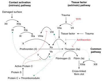 Schematic diagram of the blood coagulation (thrombin; left) and protein C (right) pathways. In the blood coagulation pathway, thrombin acts to convert factor Xi to XIa, VIII to VIIIa, V to Va, fibrinogen to fibrin. In addition, thrombin promotes platelet activation and aggregation via activation of protease-activated receptors on the cell membrane of the platelet. Thrombin also cross over into the protein C pathway by converting protein C into APC. APC in turn converts factor V into Vi, and VIIIa into VIIIi. Finally APC activates PAR-1 and EPCR.
