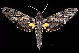 Cocytius antaeus ♂