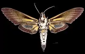 Cocytius antaeus ♂ △