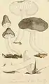 Tricholoma bresadolae