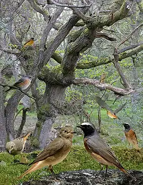 Codroșul de pădure după Crossley ID Guide Britain and Ireland