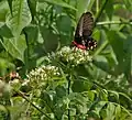 Atrophaneura  aristolochiae hrănindu-se cu  Murraya koenigii.