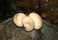 Lycoperdon perlatum