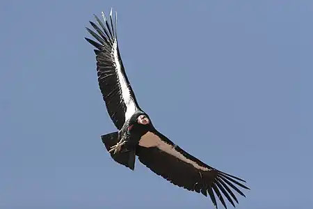 Condor californian în zbor