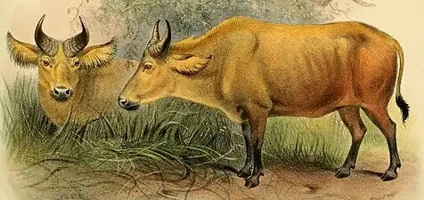 Culoarea bubalină a bivolului african de pădure (Syncerus caffer nanus)