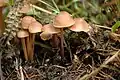 Gymnopus.confluens sin. Collybia confluens