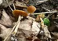 !Conocybe aporos sin. Pholiotina aporos!