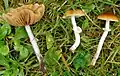 !!!Conocybe arhenii sin. Pholiotina arhenii!!!