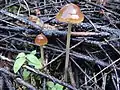 !!Conocybe rickenii!!