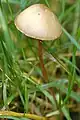 Conocybe rickeniana