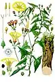Convolvulus scammonia L.