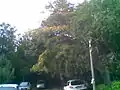 Albizia sp. din str. Sergei Vasilievici Rahmaninov, sector 2, Bucureşti