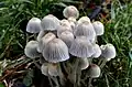 Coprinellus disseminatus