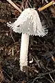 Coprinopsis cinerea