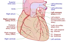 Arterele coronare (etichetate cu text roșu)