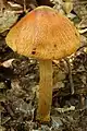 !!Cortinarius corrugatus!!