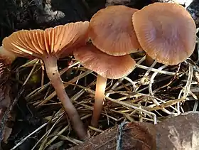 !!!Cortinarius gentilis!!!