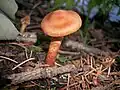 !!!Cortinarius rubellus!!!