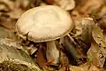 !Cortinarius alboviolaceus!