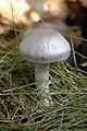 Cortinarius azureovelatus