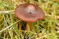 !Cortinarius.bataillei!