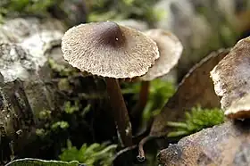 !Cortinarius casimirii!