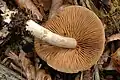 !!Cortinarius rigens!!