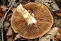 !!Cortinarius xantho-ochraceus!!