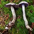 !Cortinarius alboviolaceus!