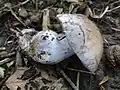 !Cortinarius alboviolaceus!