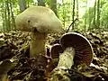Cortinarius anomalus