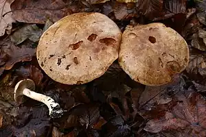 Cortinarius balteatus