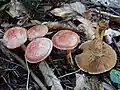 !! Cortinarius bolaris!!