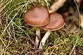 !!Cortinarius brunneus!!