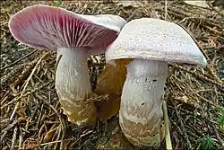 !Cortinarius camphoratus!