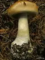 Cortinarius caninus